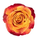 M26 40cm Roses Variegated Orange Silantoi