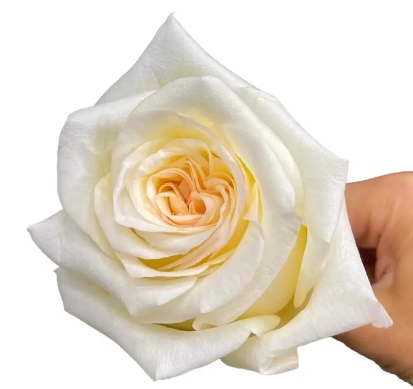 M26 40cm Roses Creamy White Candle Light 