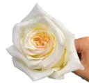 M26 40cm Roses Creamy White Candle Light 