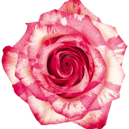 (A) V26 40cm Roses Pink Splash Magic Times / PALOMA