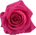 M25 40cm Roses Pink Floyd 