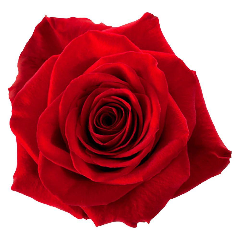 AL26 40cm Roses Red Freedom