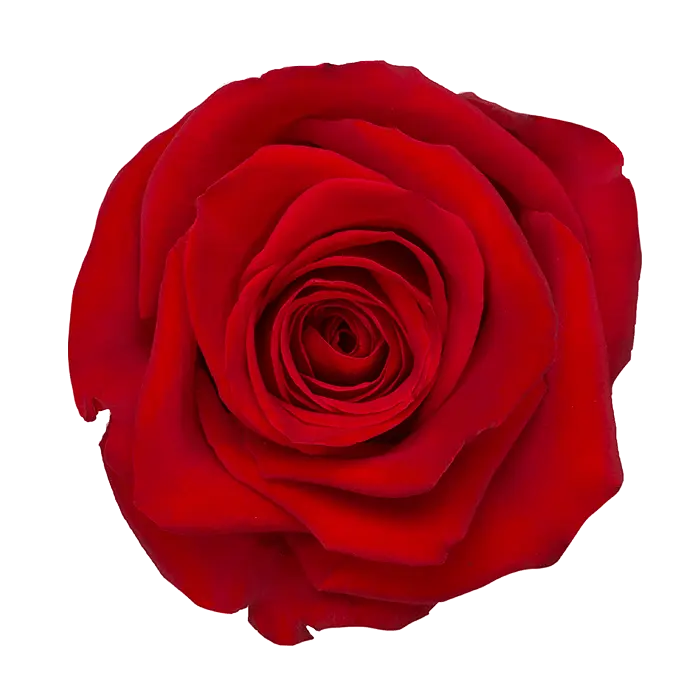 M25 40cm Roses Red Freedom 