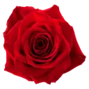 AL26 40cm Roses Red Freedom