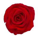 M25 40cm Roses Red Freedom 