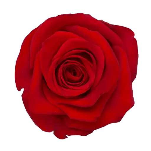 V26 40cm Roses Red Freedom 