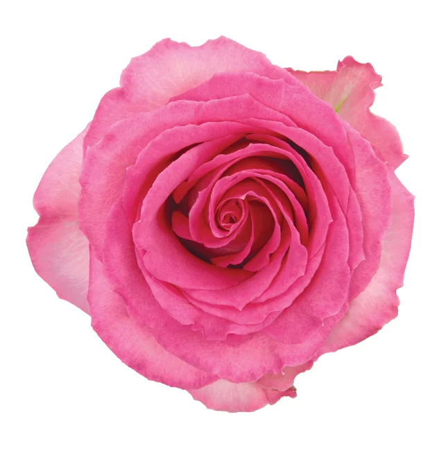 40cm Roses Medium Pink Sweet Unique