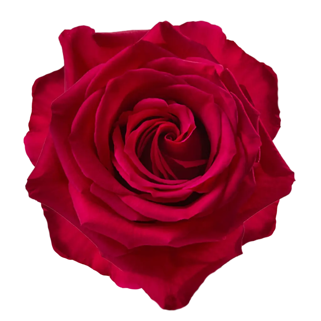 M26 50cm Roses Hot Pink Queenberry 