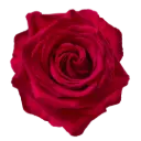 M26 50cm Roses Hot Pink Queenberry 
