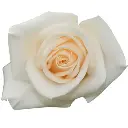 M25 40cm Roses White Vendela