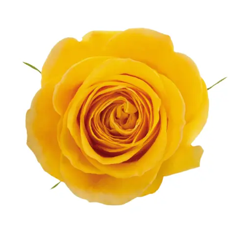 V26 50cm Roses Yellow Brighton