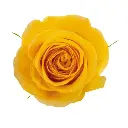V26 50cm Roses Yellow Brighton