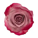 M25 50cm Roses Deep Purple