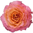 M25 50cm Roses Free Spirit