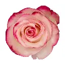 M25 40cm Roses Paloma 