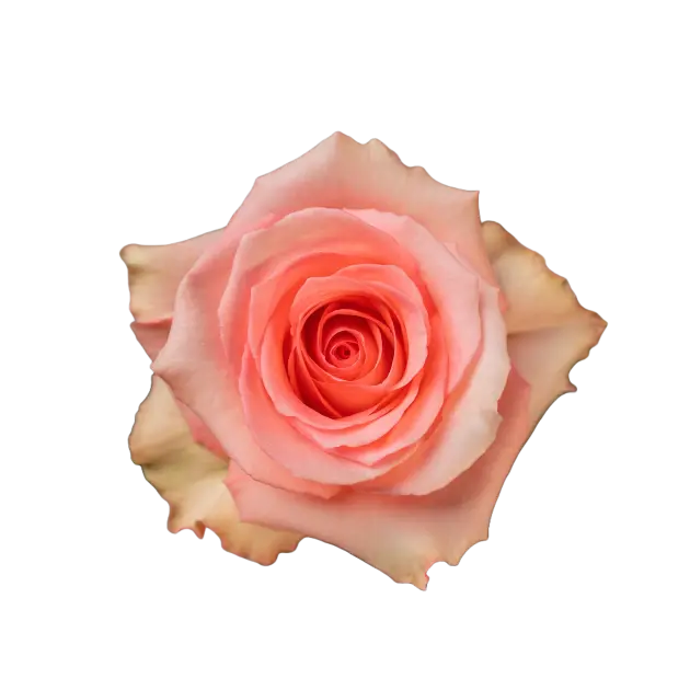 M26 50cm Roses Pink Flirty
