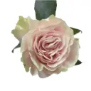 M25 50cm Roses Pink Mondial 