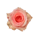 M26 50cm Roses Pink Flirty