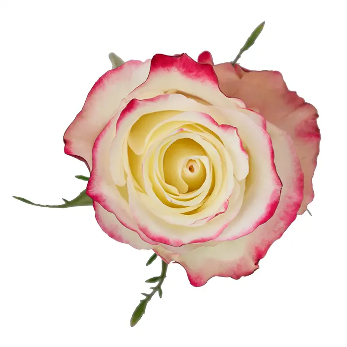 M25 50cm Roses Pink Sweetness