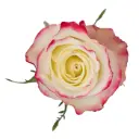 M25 50cm Roses Pink Sweetness