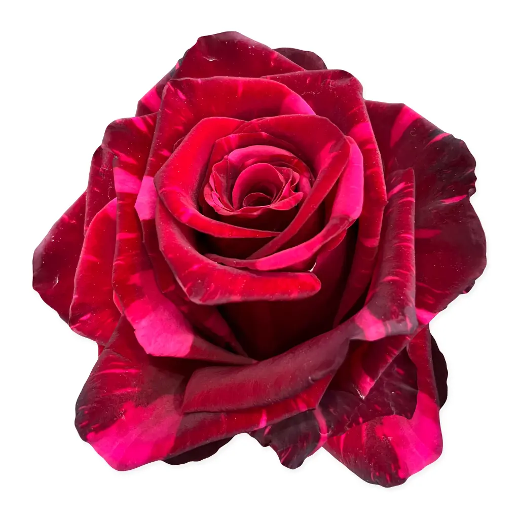 M25 50cm Roses Red Panther 