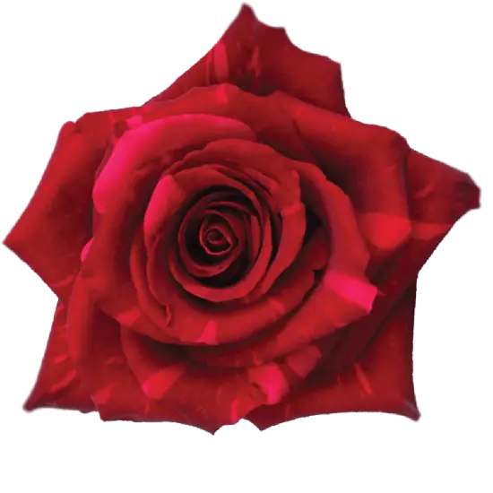 M26 40cm Roses Red Panther 