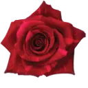 M26 40cm Roses Red Panther 