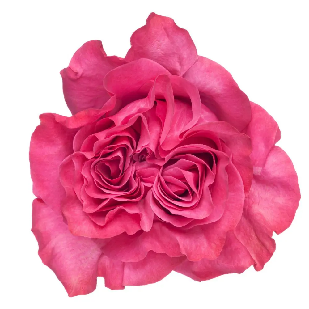 M25 Ah Maze Garden Rose Country Blues