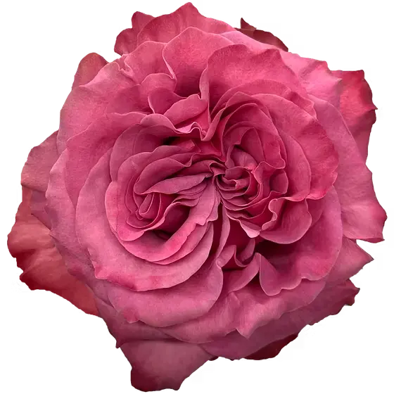 M26 40cm Garden Roses Lavender Pink Country Blues