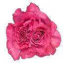 M25 Ah Maze Garden Rose Country Blues