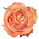 M25 Ah Maze Garden Rose Kahala