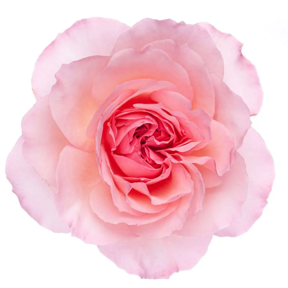 M25 Ah Maze Garden Rose Light Pink Mayra