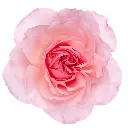M25 Ah Maze Garden Rose Light Pink Mayra