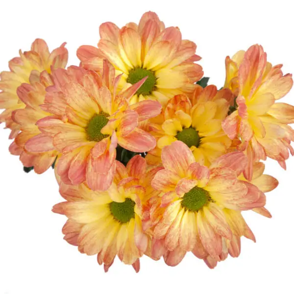 M26 Daisies Cream/Peach Custard 