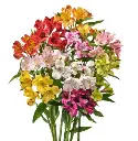 M25 Alstromerias Assorted