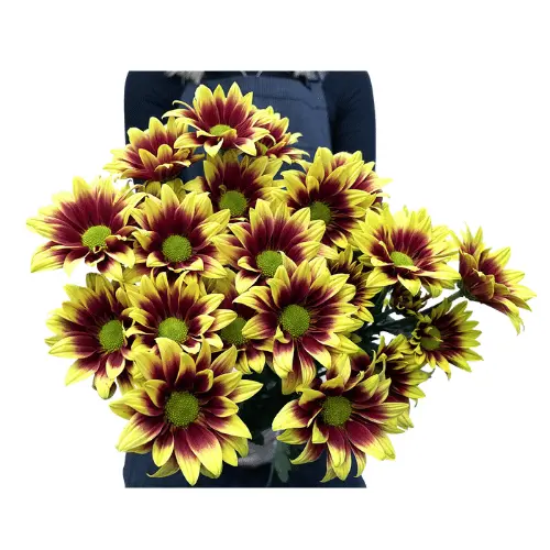 M26 Daisies Brown/Yellow Flicks 