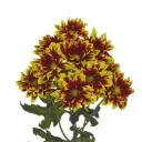AL26 Daisies Brown/Yellow Flicks