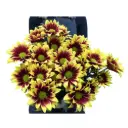 M26 Daisies Brown/Yellow Flicks 