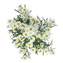 M25 Aster White