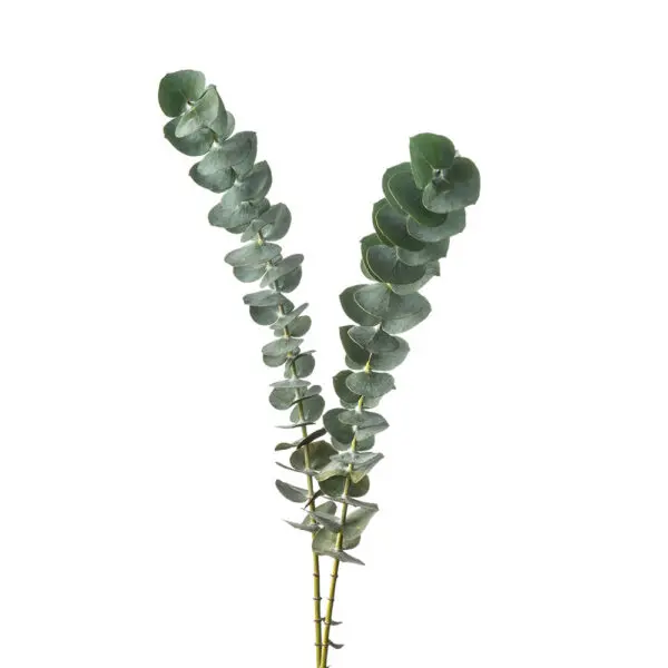 M25 Eucalyptus Baby Blue