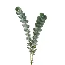 M25 Eucalyptus Baby Blue