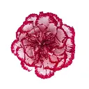 M25 LG Carnations Burgundy/White Olympia
