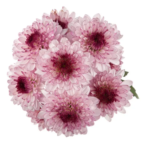 M25 Buttons Lavender / Purple Shortcake 