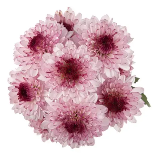 M26 Buttons Purple/White Shortcake 