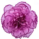 M25 LG Carnations Lilac/Purple Damascus