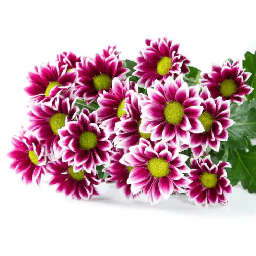 M26 Daisies Purple/White Handsome