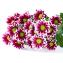 AL26 Daisies Purple/White Handsome