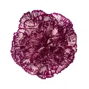 PO LG Carnations Purple/White Acia 
