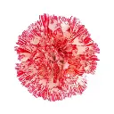 M25 LG Carnations Red/White Montoya 