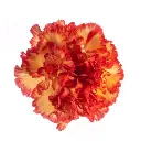 M25 LG Carnations Yellow/Orange Zenit 